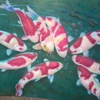 Gemstone painting nine fish 1